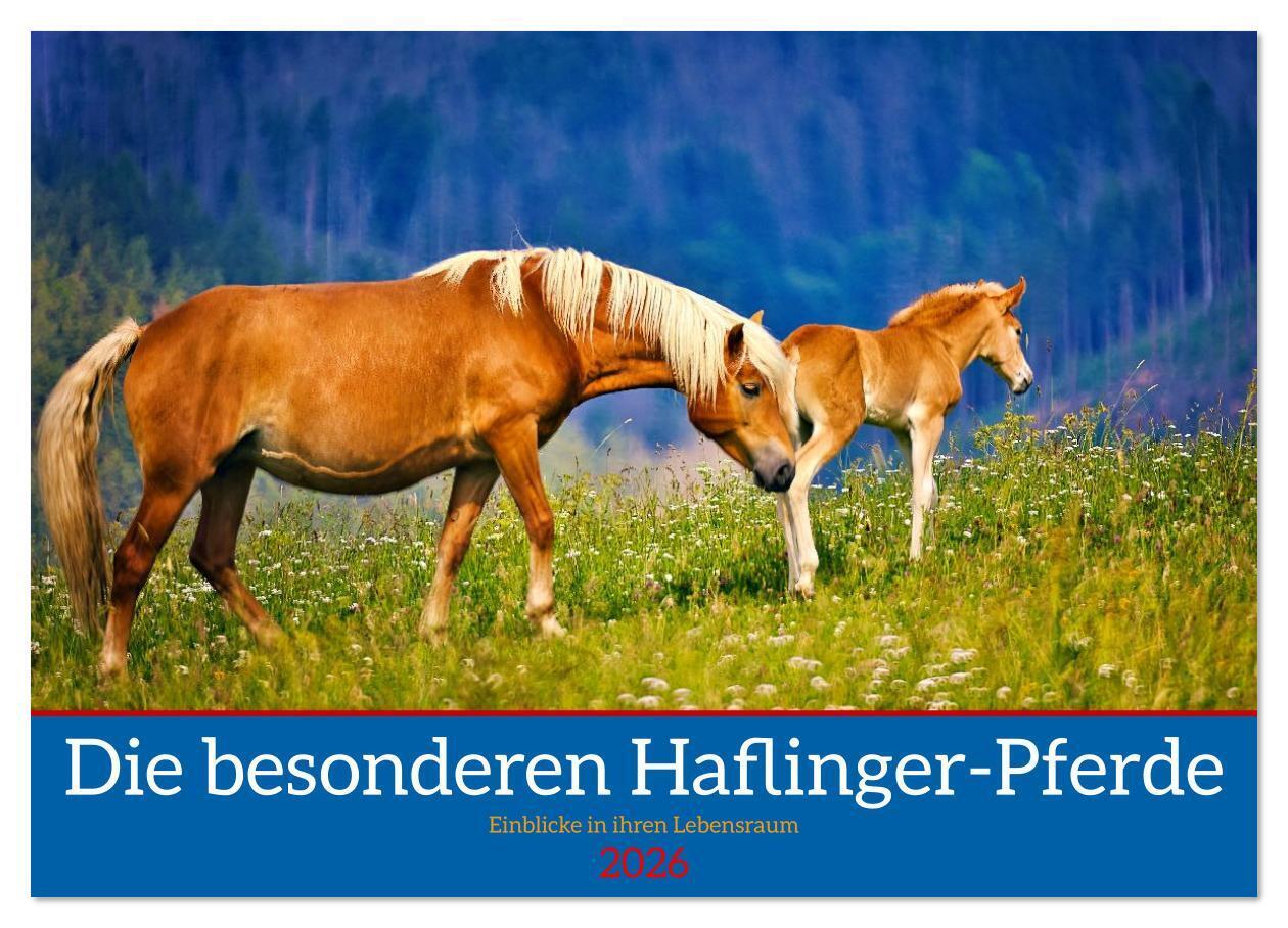 Die besonderen Haflinger-Pferde (Wandkalender 2026 DIN A4 quer) CALVENDO Monatskalender