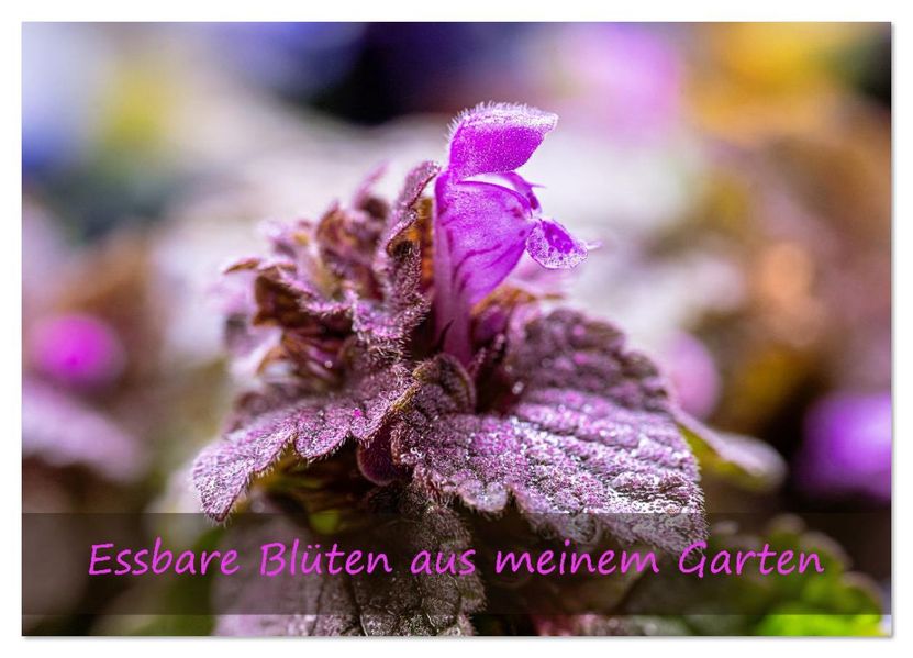 Essbare Blüten aus meinem Garten (Wandkalender 2026 DIN A3 quer) CALVENDO Monatskalender