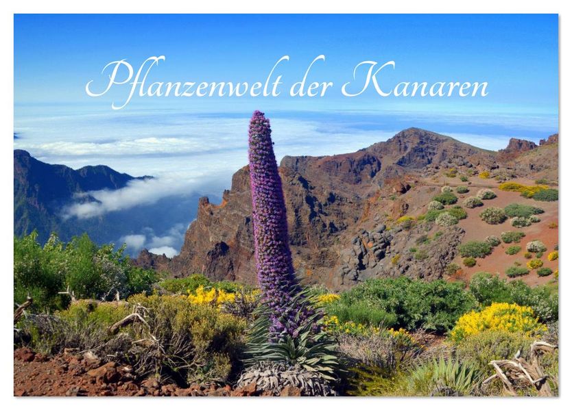 Pflanzenwelt Kanaren (Tischkalender 2026 DIN A5 quer) CALVENDO Monatskalender