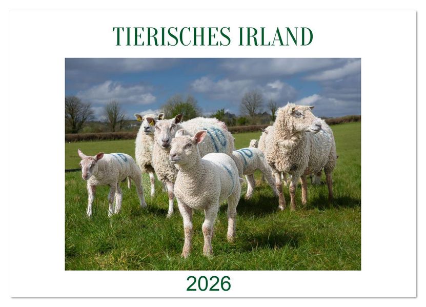 Irland erleben - Wo Schafe Pferde und Kühe das Landschaftsbild prägen (Wandkalender 2026 DIN A3 quer) CALVENDO Monatskalender