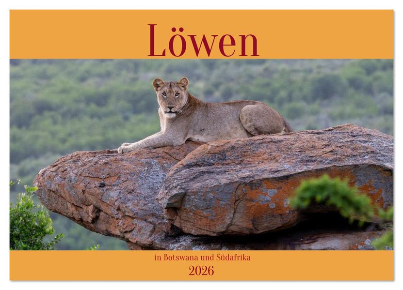 Löwen in Botswana und Südafrika (Wandkalender 2026 DIN A3 quer) CALVENDO Monatskalender