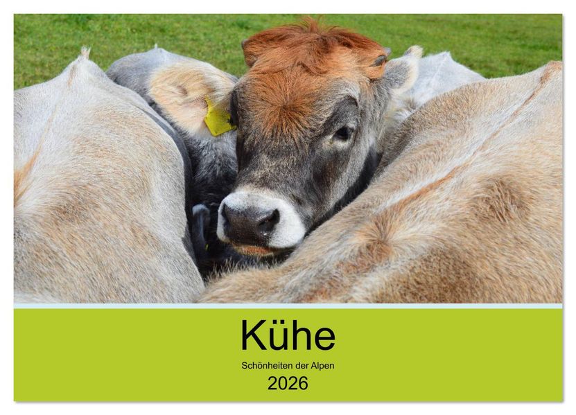 Kühe - Schönheiten der Alpen (Wandkalender 2026 DIN A2 quer) CALVENDO Monatskalender