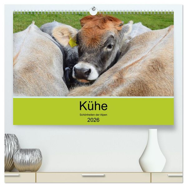 Kühe - Schönheiten der Alpen (hochwertiger Premium Wandkalender 2026 DIN A2 quer) Kunstdruck in Hochglanz