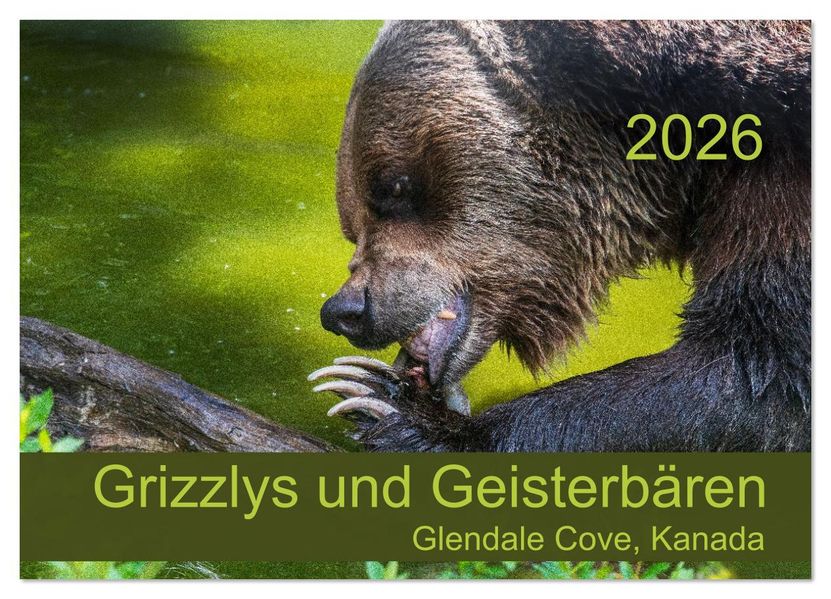 Grizzlys und Geisterbären - Glendale Cove Kanada (Wandkalender 2026 DIN A4 quer) CALVENDO Monatskalender