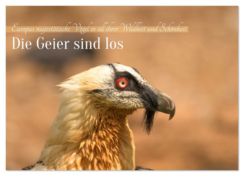 Die Geier sind los (Wandkalender 2026 DIN A3 quer) CALVENDO Monatskalender