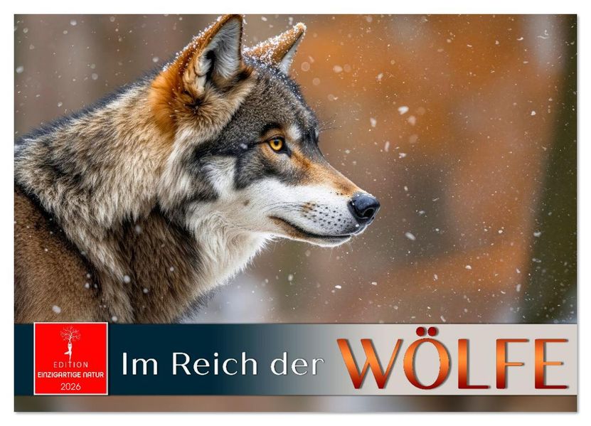 Im Reich der Wölfe (Wandkalender 2026 DIN A3 quer) CALVENDO Monatskalender