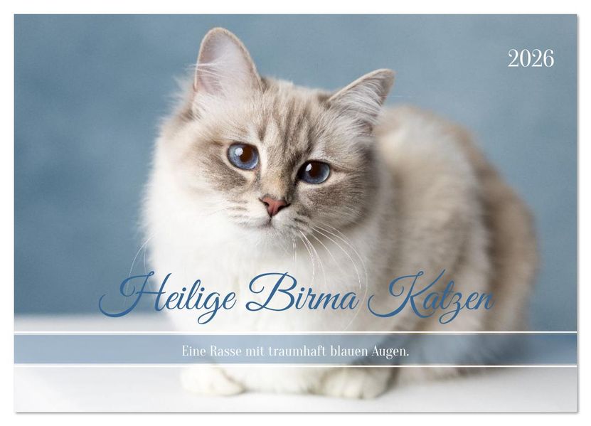 Heilige Birma Katzen - Eine Rasse mit traumhaft blauen Augen. (Wandkalender 2026 DIN A4 quer) CALVENDO Monatskalender