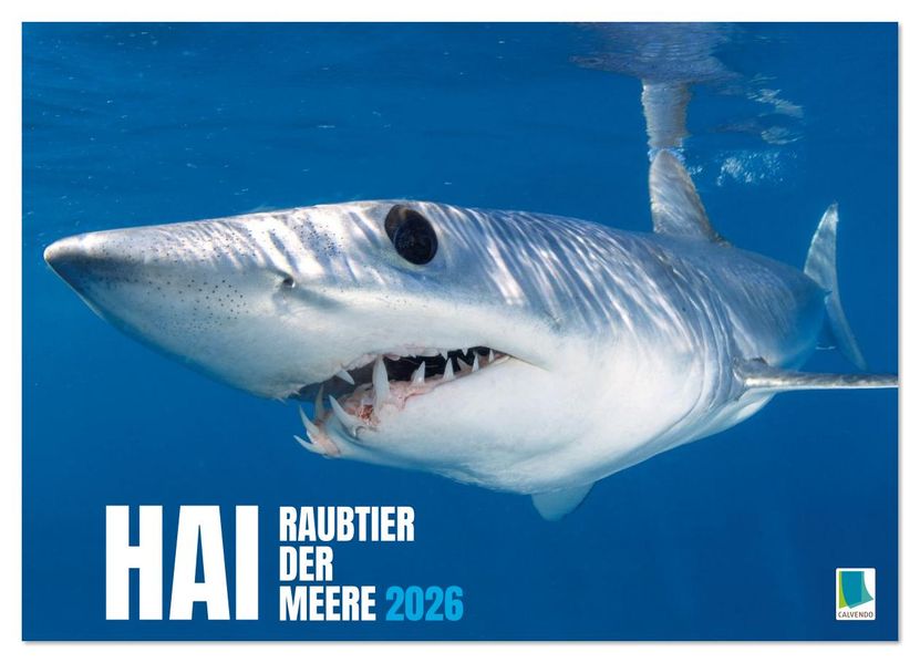 Hai: Raubtier der Meere (Wandkalender 2026 DIN A3 quer) CALVENDO Monatskalender