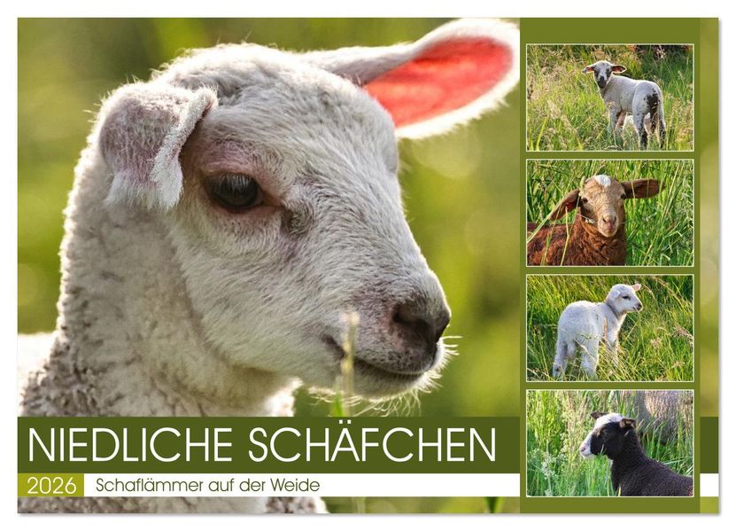 Niedliche Schäfchen (Wandkalender 2026 DIN A3 quer) CALVENDO Monatskalender
