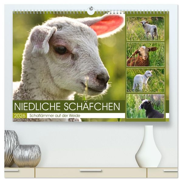 Niedliche Schäfchen (hochwertiger Premium Wandkalender 2026 DIN A2 quer) Kunstdruck in Hochglanz