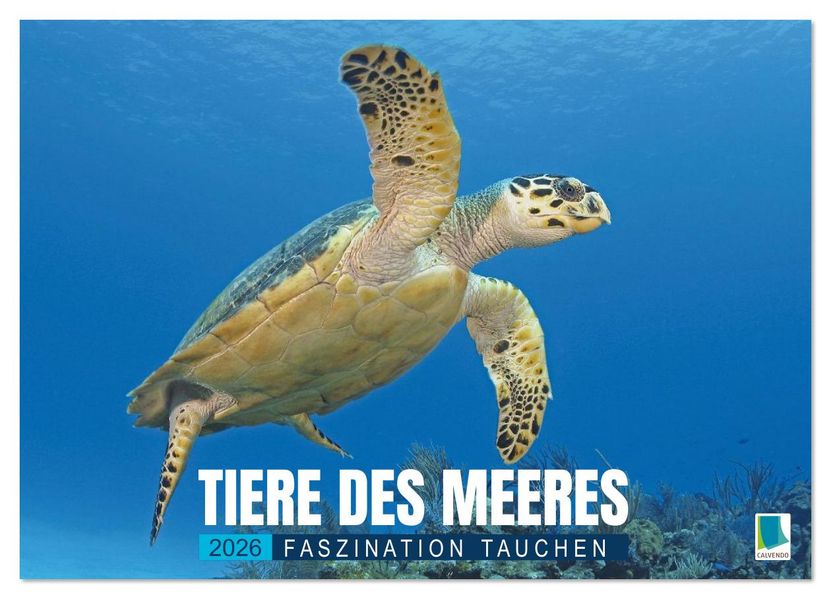 Tiere des Meeres: Faszination Tauchen (Wandkalender 2026 DIN A2 quer) CALVENDO Monatskalender