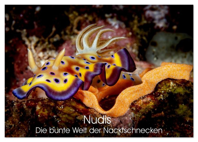 Nudis - Die bunte Welt der Nacktschnecken (Tischkalender 2026 DIN A5 quer) CALVENDO Monatskalender