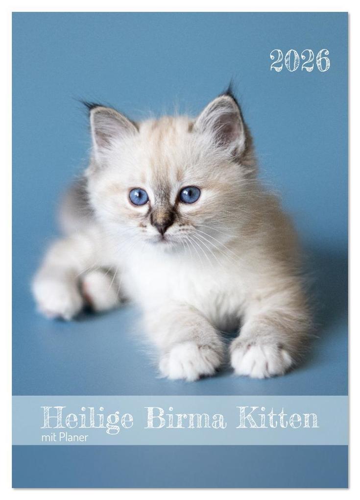 Heilige Birma Kitten Kalender mit Planer (Wandkalender 2026 DIN A3 hoch) CALVENDO Monatskalender