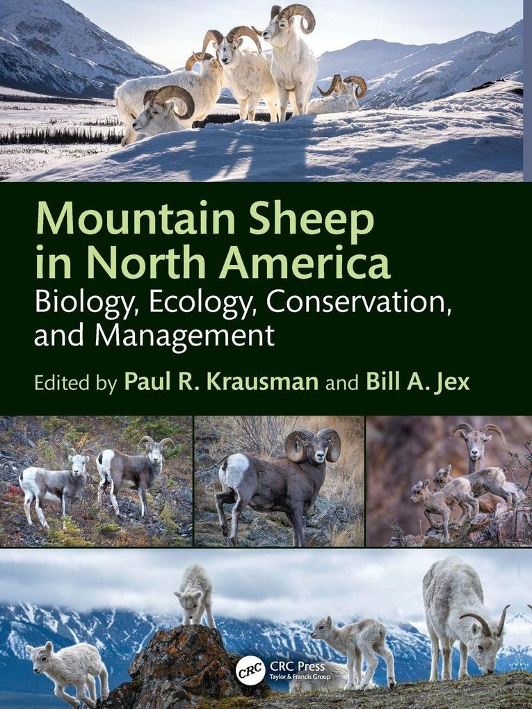 Mountain Sheep in North America