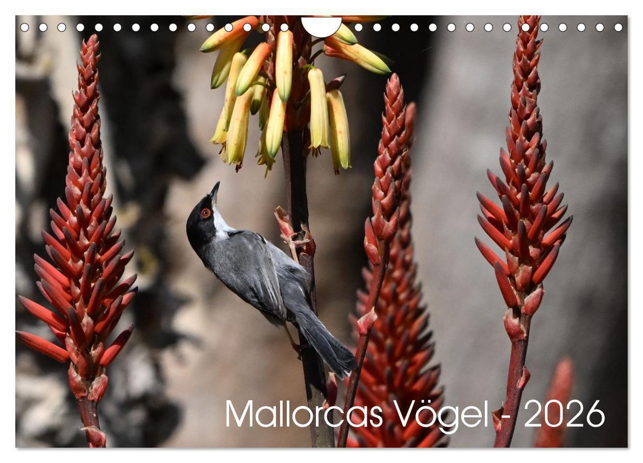 Mallorcas Vögel (Wandkalender 2026 DIN A4 quer) CALVENDO Monatskalender