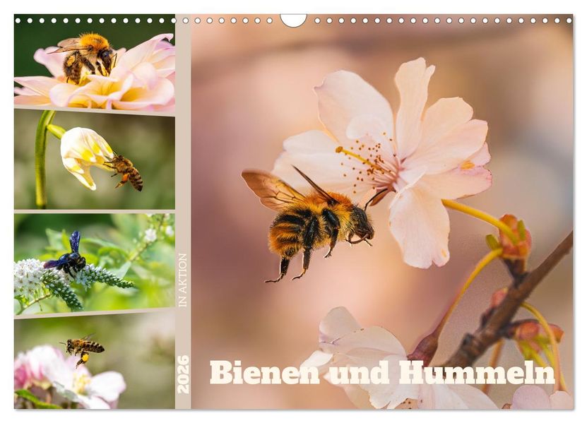 Bienen und Hummeln in Aktion (Wandkalender 2026 DIN A3 quer) CALVENDO Monatskalender