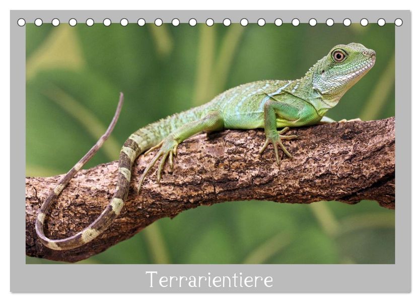 Terrarientiere (Tischkalender 2026 DIN A5 quer) CALVENDO Monatskalender