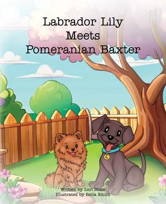 Labrador Lily Meets Pomeranian Baxter