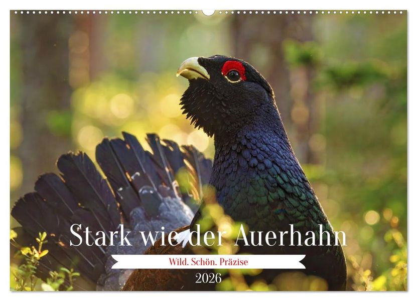 Stark wie der Auerhahn (Wandkalender 2026 DIN A2 quer) CALVENDO Monatskalender
