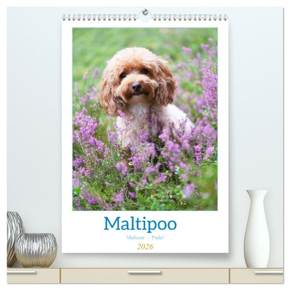 Maltipoo - Malteser - Pudel 2026 (hochwertiger Premium Wandkalender 2026 DIN A2 hoch) Kunstdruck in Hochglanz