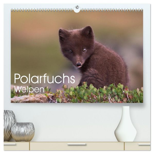 Polarfuchs-Welpen (hochwertiger Premium Wandkalender 2026 DIN A2 quer) Kunstdruck in Hochglanz