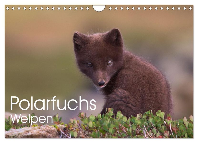 Polarfuchs-Welpen (Wandkalender 2026 DIN A4 quer) CALVENDO Monatskalender