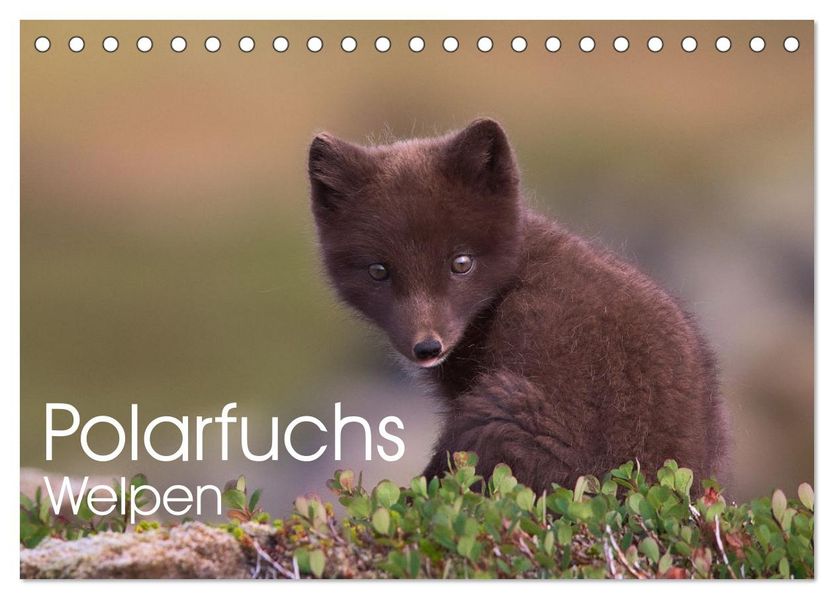 Polarfuchs-Welpen (Tischkalender 2026 DIN A5 quer) CALVENDO Monatskalender