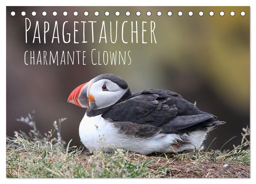 Papageitaucher - charmante Clowns (Tischkalender 2026 DIN A5 quer) CALVENDO Monatskalender