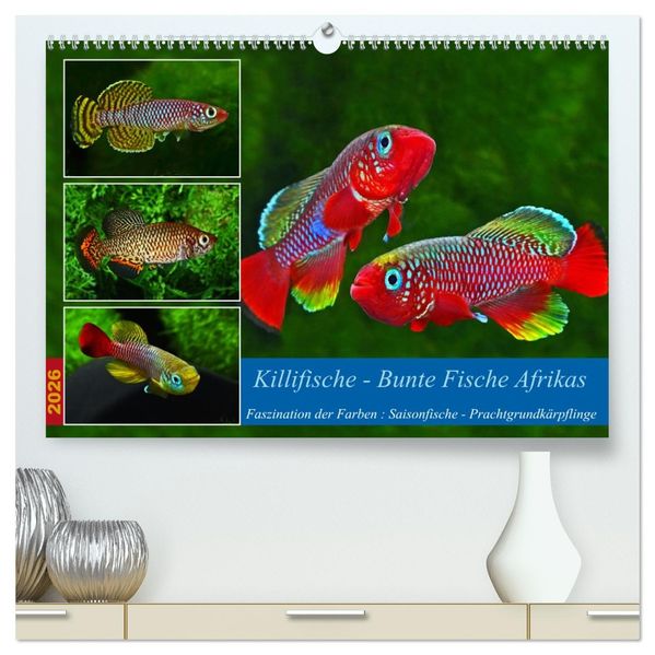 Killifische - Bunte Fische Afrikas (hochwertiger Premium Wandkalender 2026 DIN A2 quer) Kunstdruck in Hochglanz