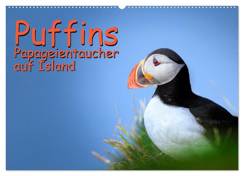 Puffins - Papageientaucher auf Island (Wandkalender 2026 DIN A2 quer) CALVENDO Monatskalender