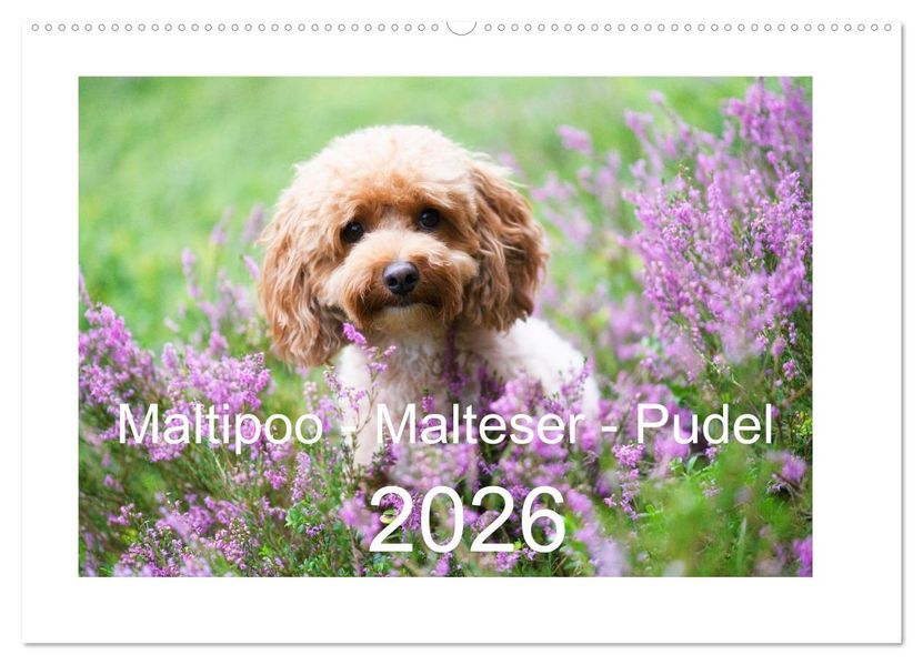 Maltipoo - Malteser -Pudel (Wandkalender 2026 DIN A2 quer) CALVENDO Monatskalender