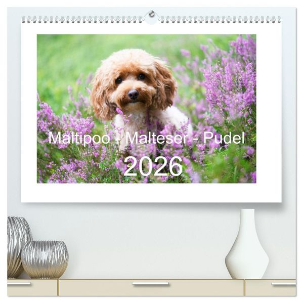 Maltipoo - Malteser -Pudel (hochwertiger Premium Wandkalender 2026 DIN A2 quer) Kunstdruck in Hochglanz