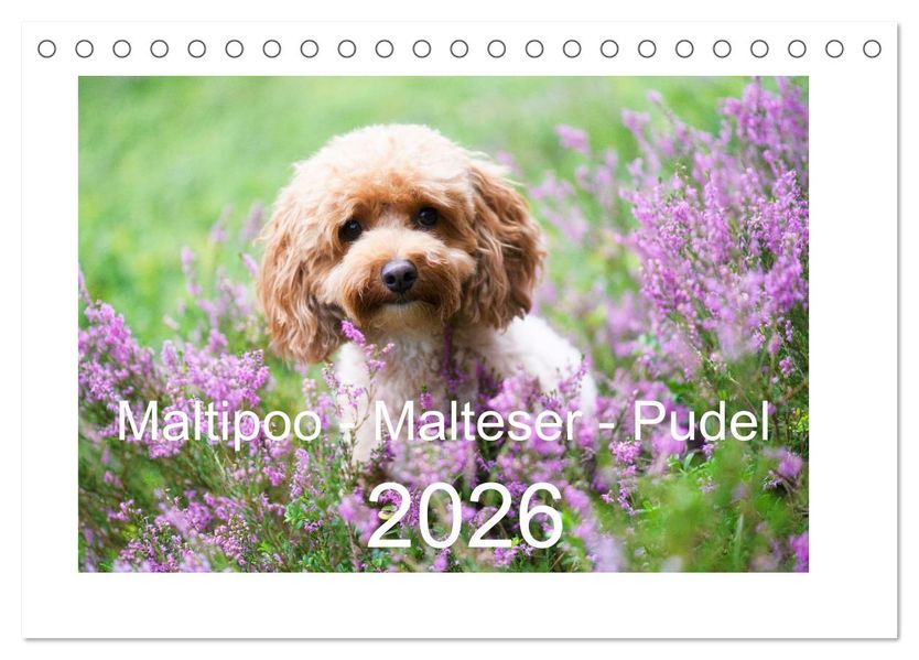 Maltipoo - Malteser -Pudel (Tischkalender 2026 DIN A5 quer) CALVENDO Monatskalender
