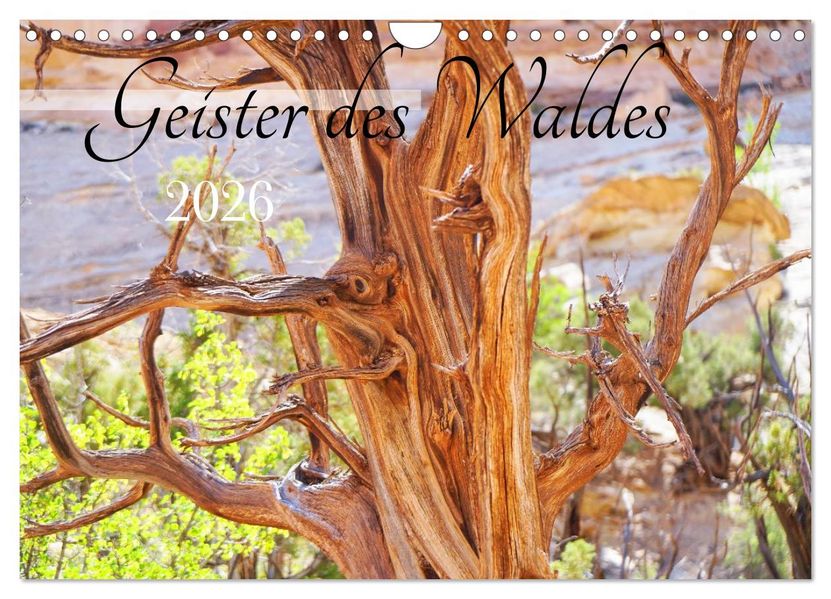 Geisterbäume (Wandkalender 2026 DIN A4 quer) CALVENDO Monatskalender