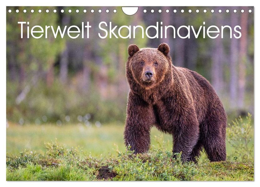 Tierwelt Skandinaviens (Wandkalender 2026 DIN A4 quer) CALVENDO Monatskalender