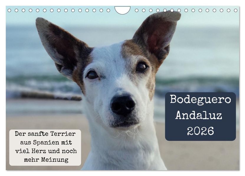 Ratonero Bodeguero Andaluz (Wandkalender 2026 DIN A4 quer) CALVENDO Monatskalender