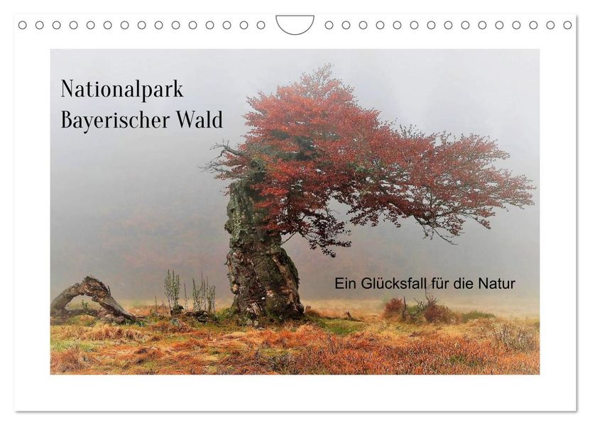 Ein Glücksfall für die Natur- Nationalpark Bayerischer Wald (Wandkalender 2026 DIN A4 quer) CALVENDO Monatskalender