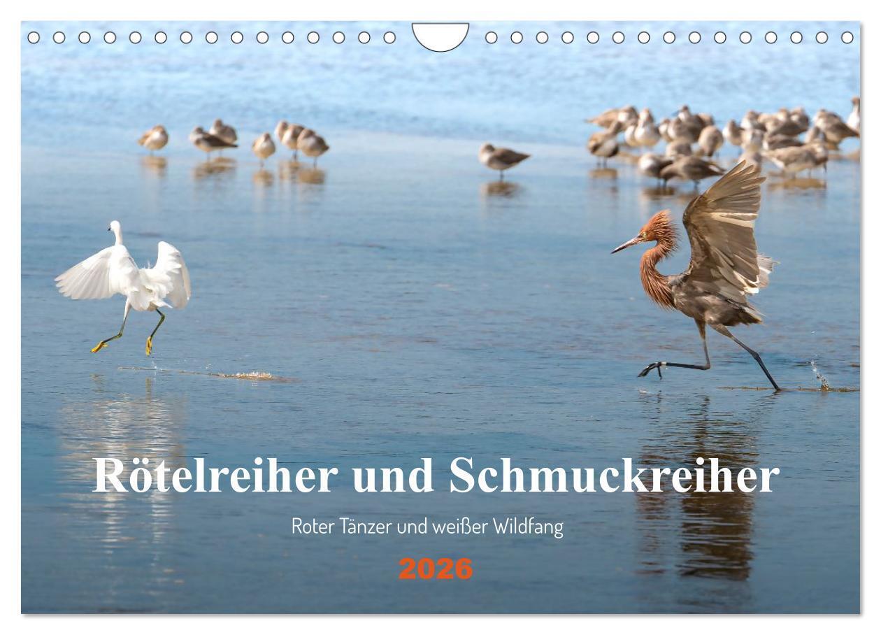 Rötelreiher und Schmuckreiher (Wandkalender 2026 DIN A4 quer) CALVENDO Monatskalender