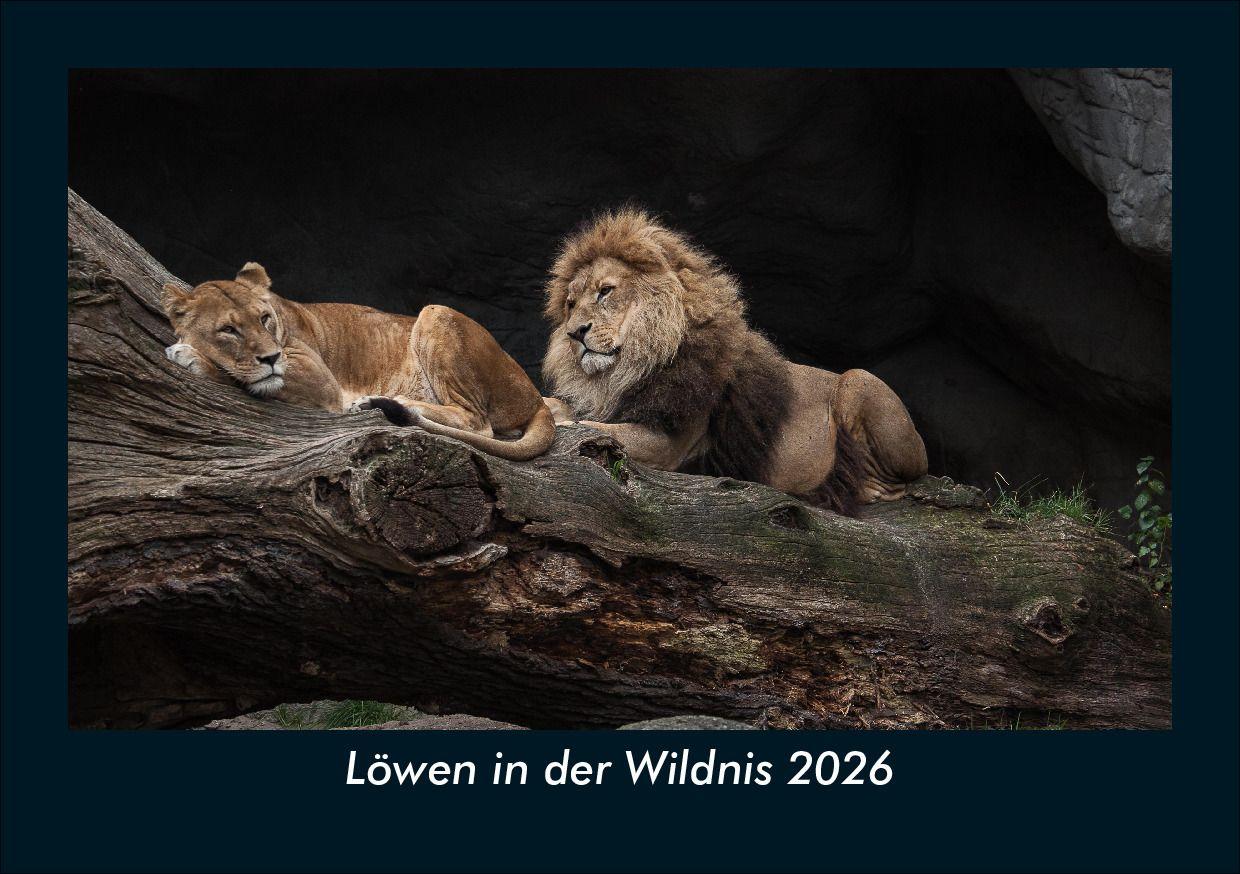 Löwen in der Wildnis 2026 Fotokalender DIN A5