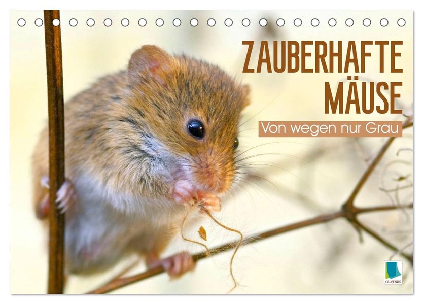 Zauberhafte Mäuse: Von wegen nur Grau (Tischkalender 2026 DIN A5 quer) CALVENDO Monatskalender