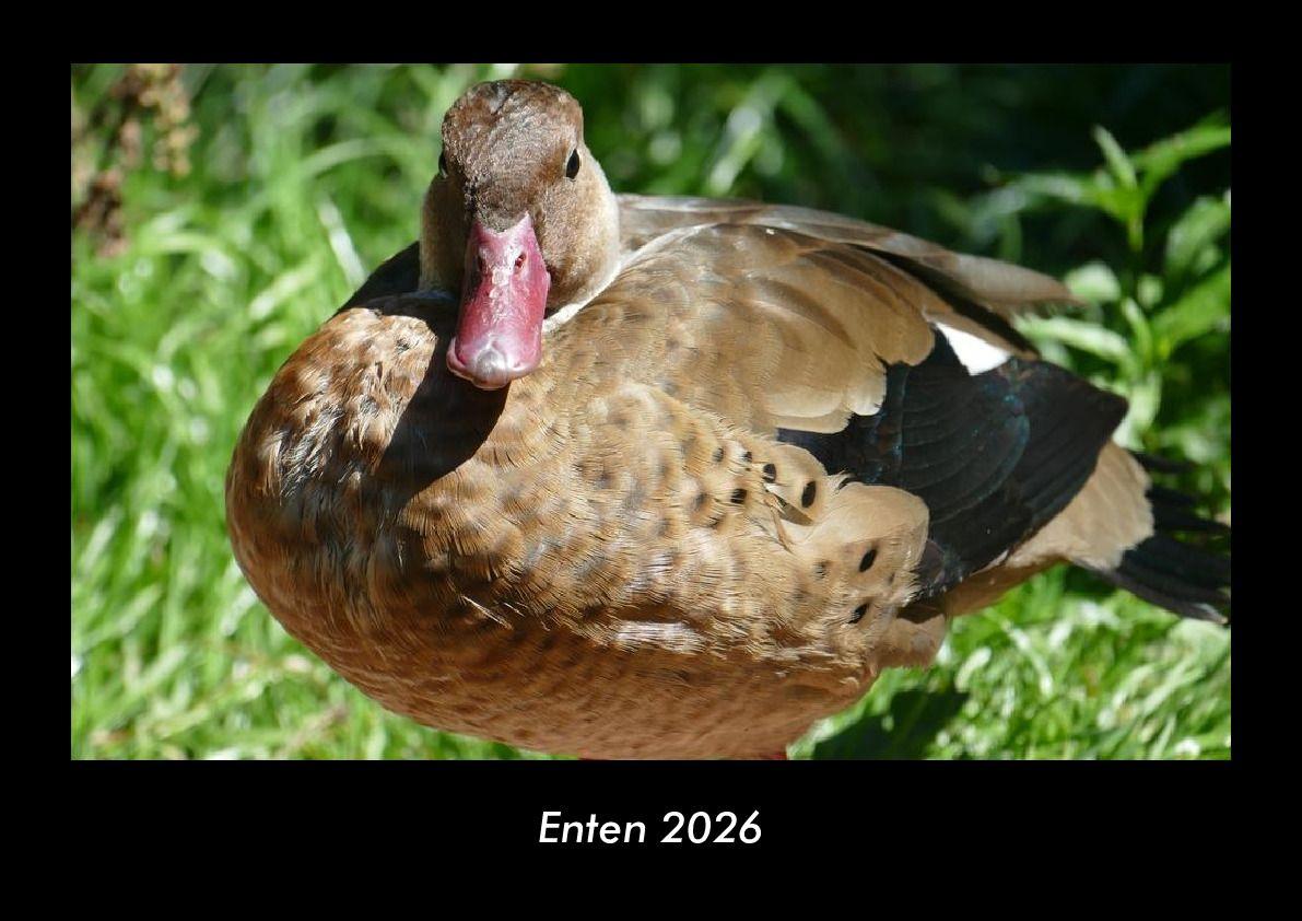 Enten 2026 Fotokalender DIN A3