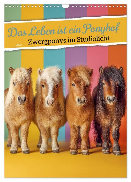 Das Leben ist ein Ponyhof - Zwergponys im Studiolicht (Wandkalender 2026 DIN A3 hoch) CALVENDO Monatskalender