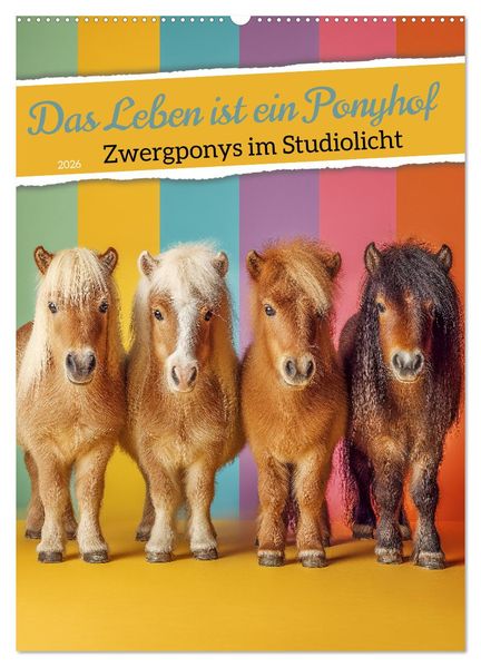 Das Leben ist ein Ponyhof - Zwergponys im Studiolicht (Wandkalender 2026 DIN A2 hoch) CALVENDO Monatskalender