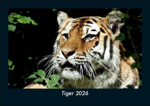 Tiger 2026 Fotokalender DIN A5