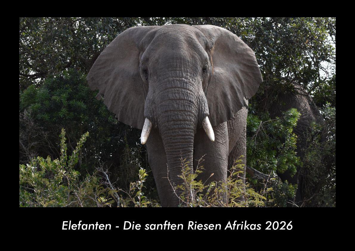 Elefanten - Die sanften Riesen Afrikas 2026 Fotokalender DIN A3