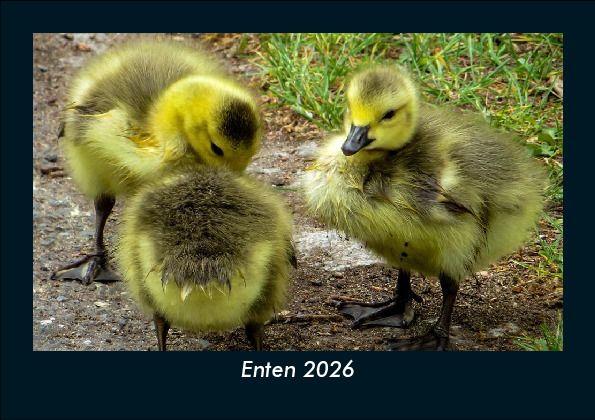 Enten 2026 Fotokalender DIN A5