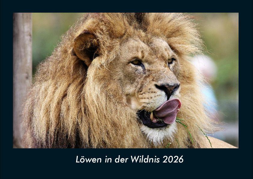 Löwen in der Wildnis 2026 Fotokalender DIN A4