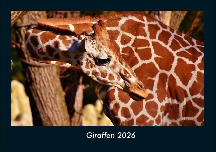 Giraffen 2026 Fotokalender DIN A4