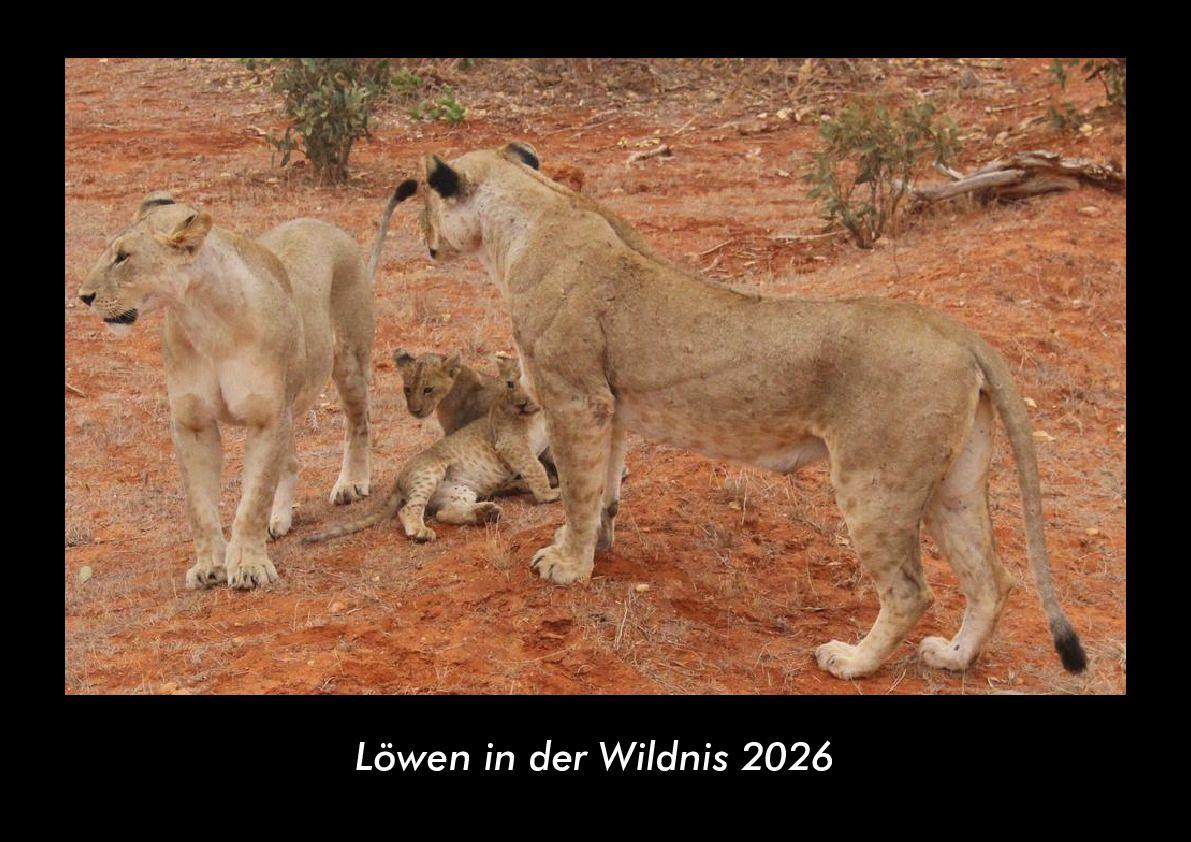 Löwen in der Wildnis 2026 Fotokalender DIN A3