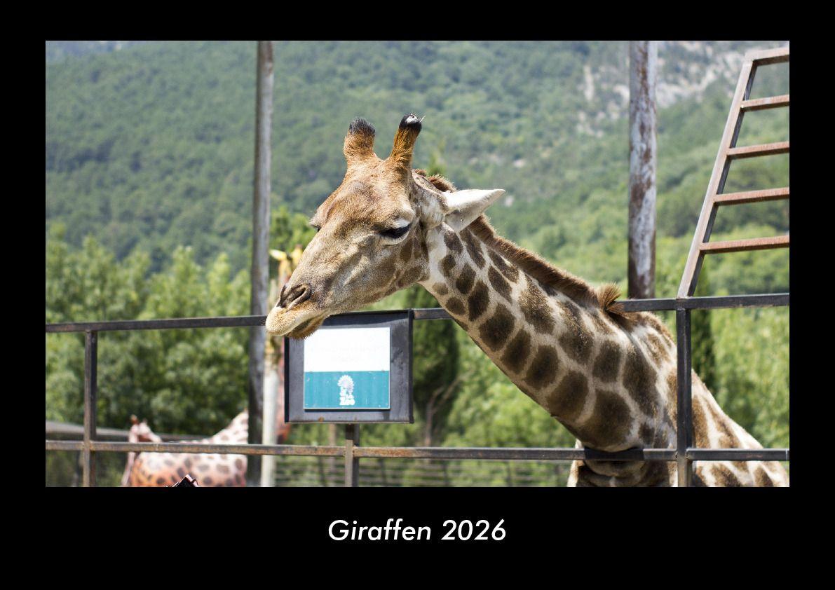 Giraffen 2026 Fotokalender DIN A3